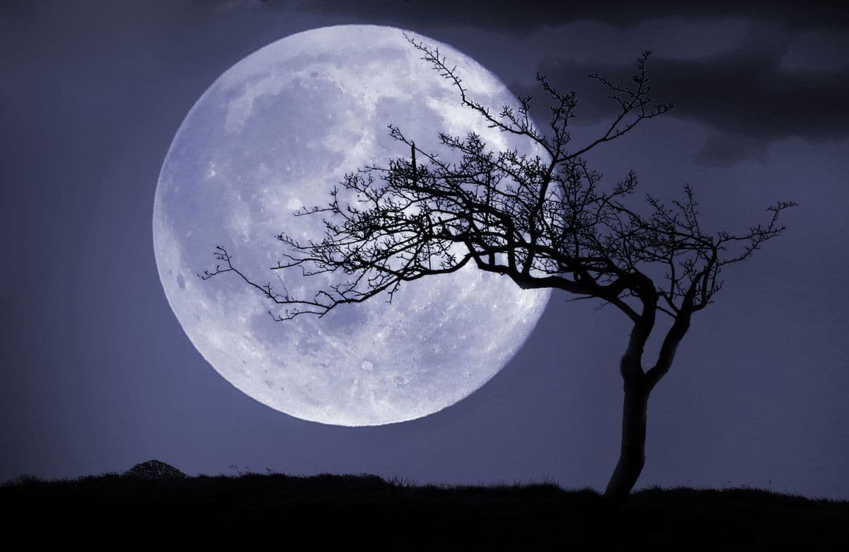 full moon with a tree silhouette
